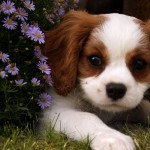 Cómo interpretar el lenguaje corporal de tu perro