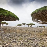 Isla de Socotra, Yemen