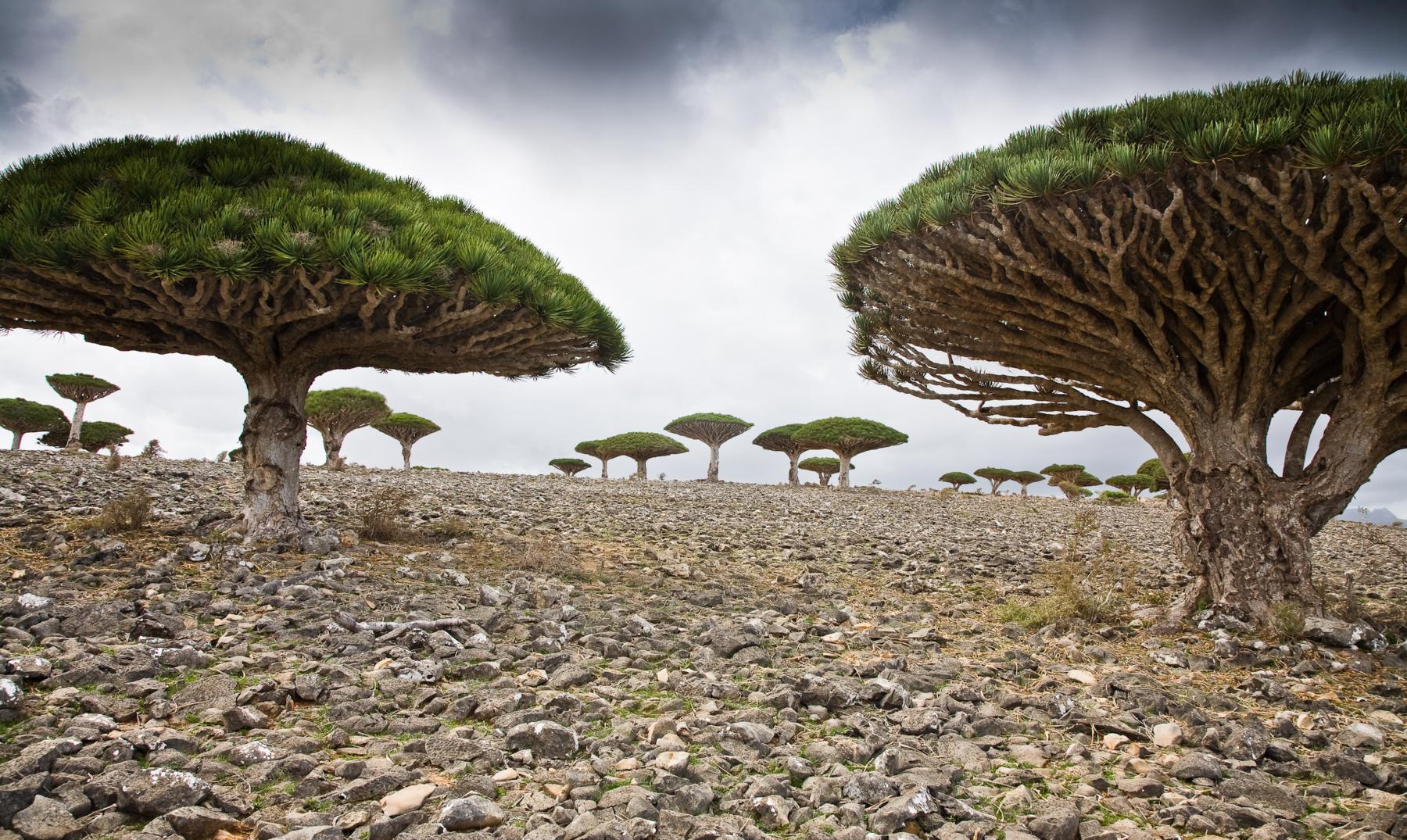 Isla de Socotra Yemen