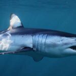 animales marinos veloces