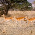 animales mas veloces