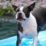 Cómo interpretar el lenguaje corporal canino