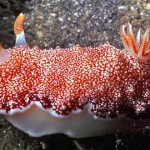 Chromodoris reticulata