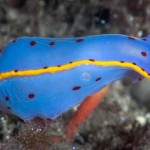 Hypselodoris bennetti
