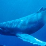 Ballena azul vista bajo el agua