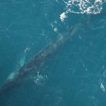 Ballena azul cenital