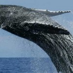 Ballena azul saltando