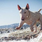Bull terrier
