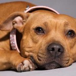 Los objetos más extraños engullidos por perros