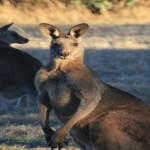 ¿Por qué existen canguros solo en Australia?