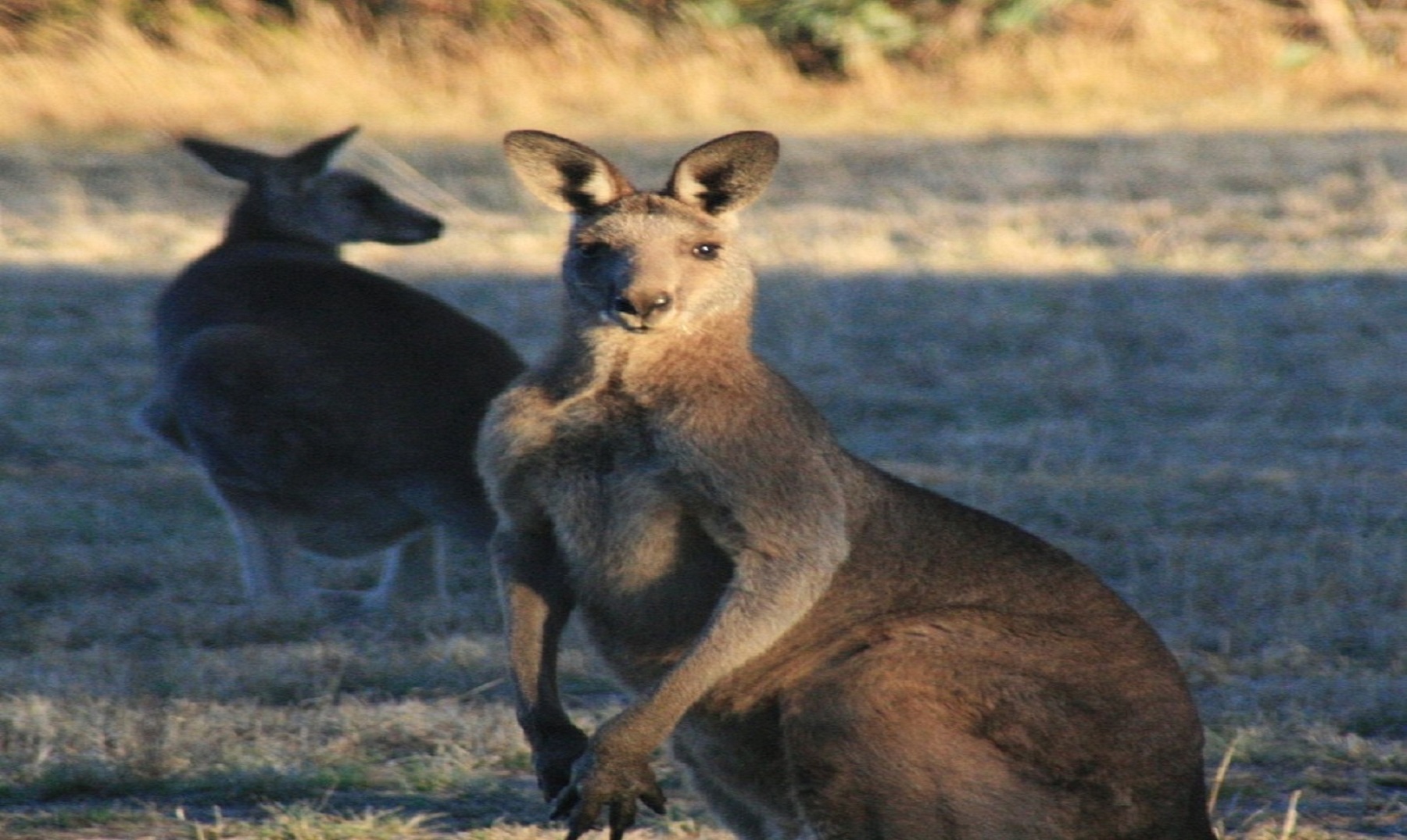 ¿Por qué existen canguros solo en Australia?
