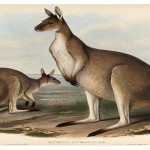 ¿Por qué existen canguros solo en Australia?