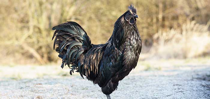 Características de la gallina negra Ayam Cemani