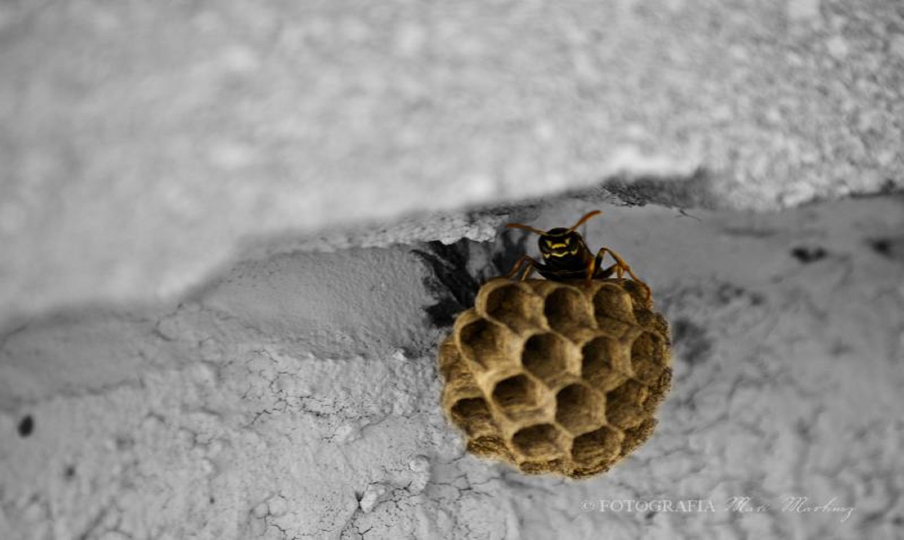 Estas abejas construye sus colmenas en espiral, y nadie parece saber por qué