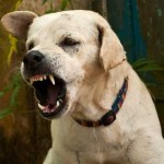 Cómo interpretar el lenguaje corporal canino