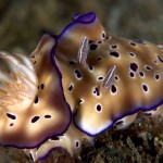 La extraña vida sexual de las babosas marinas