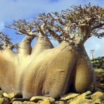 Socotra, la isla encantada