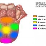 ¿Es verdad que existe un «quinto sabor»?