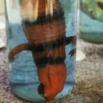 licor-de-lagarto