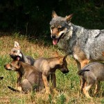 Los objetos más extraños engullidos por perros