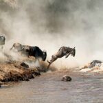los animale mas rapidos del mundo