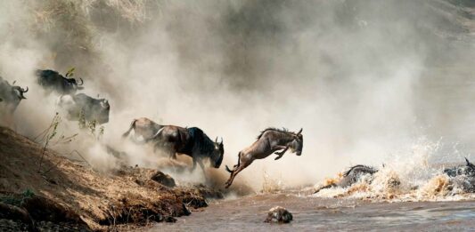 Los animales más rápidos del mundo | ¡Terrestres, acuáticos y aéreos! los animale mas rapidos del mundo