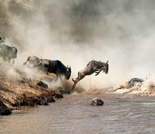 los animale mas rapidos del mundo