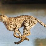 los animale mas rapidos del mundo guepardo