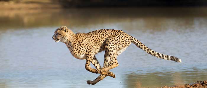 los animale mas rapidos del mundo guepardo
