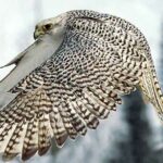 halcon