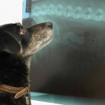 Los objetos más extraños engullidos por perros
