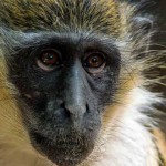 John Ssabunnya, el niño REALMENTE criado por monos