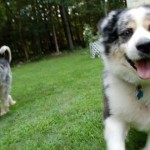 Cómo interpretar el lenguaje corporal canino