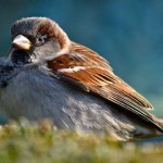 ¿Para qué les sirven las plumas a las aves?