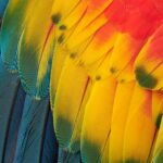 para que sirven las plumas de las aves