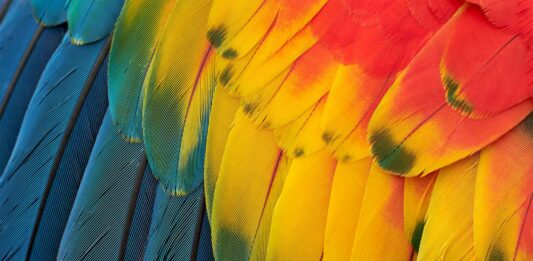 ¿Para qué sirven las plumas de las aves? | Conoce sus funciones para que sirven las plumas de las aves