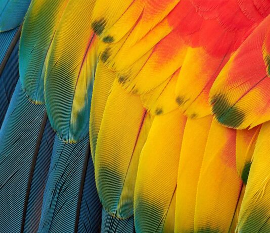 para que sirven las plumas de las aves