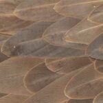 para que sirven las plumas de las aves