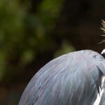 para que sirven las plumas de las aves