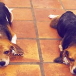 Ideas falsas del «amor romántico» que debes conocer