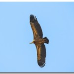 ¿Para qué les sirven las plumas a las aves?
