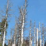 que es la lluvia acida