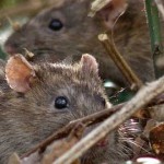 ¿Cómo predicen catástrofes naturales algunos animales?