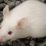 Ratón de laboratorio