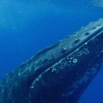 Rorqual