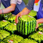 Alimentos curiosos: la sandía cuadrada