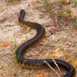 ¿Cómo predicen catástrofes naturales algunos animales?