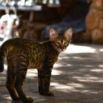 porque los egipcios adoraban a los gatos