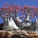Socotra, la isla encantada