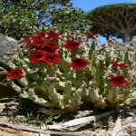 Socotra, la isla encantada